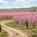 Weite Felder mit rosa blühenden Pfirsichbäumen in der Region Veria in Nordgriechenland