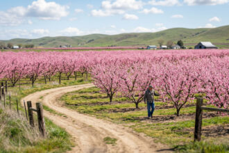 Weite Felder mit rosa blühenden Pfirsichbäumen in der Region Veria in Nordgriechenland