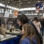 Eine Gruppe von Menschen betrachtet aufmerksam Katzen in Transportboxen auf einem Markt in einer Halle