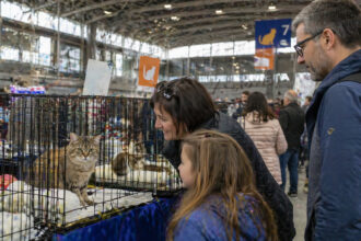 Eine Gruppe von Menschen betrachtet aufmerksam Katzen in Transportboxen auf einem Markt in einer Halle