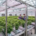 Έρευνα για τη χρήση κάνναβης στη Γερμανία δύο χρόνια μετά