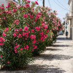 Blühende rosa Oleandersträucher entlang einer belebten griechischen Straße, die das Stadtbild prägen.