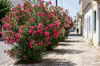 Blühende rosa Oleandersträucher entlang einer belebten griechischen Straße, die das Stadtbild prägen.