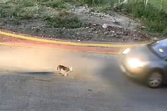 Autofahrer nähert sich einem Hund auf der Fahrbahn in Griechenland