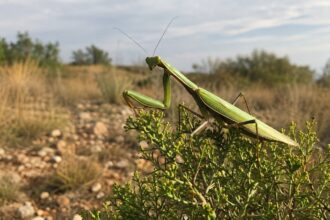 Ευρωπαϊκό άλογο της Παναγίας Mantis religiosa πάνω σε πράσινο κλαδί στη φύση