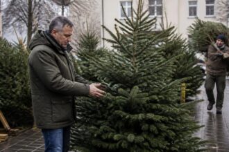 Αγοραστής εξετάζει φυσικό χριστουγεννιάτικο έλατο σε υπαίθριο χώρο πώλησης στη Γερμανία